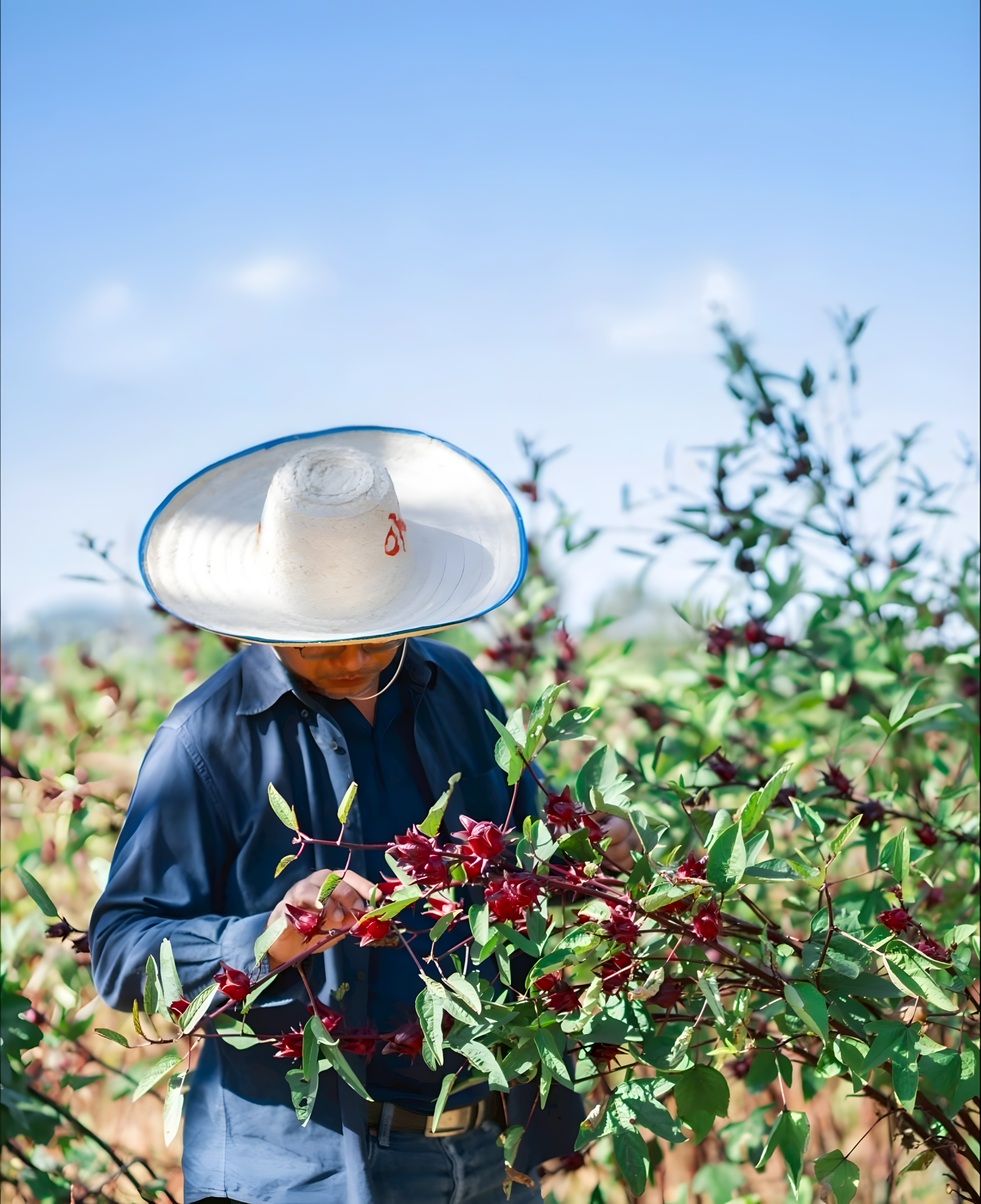 Butterfly pea flower cultivation in Thailand