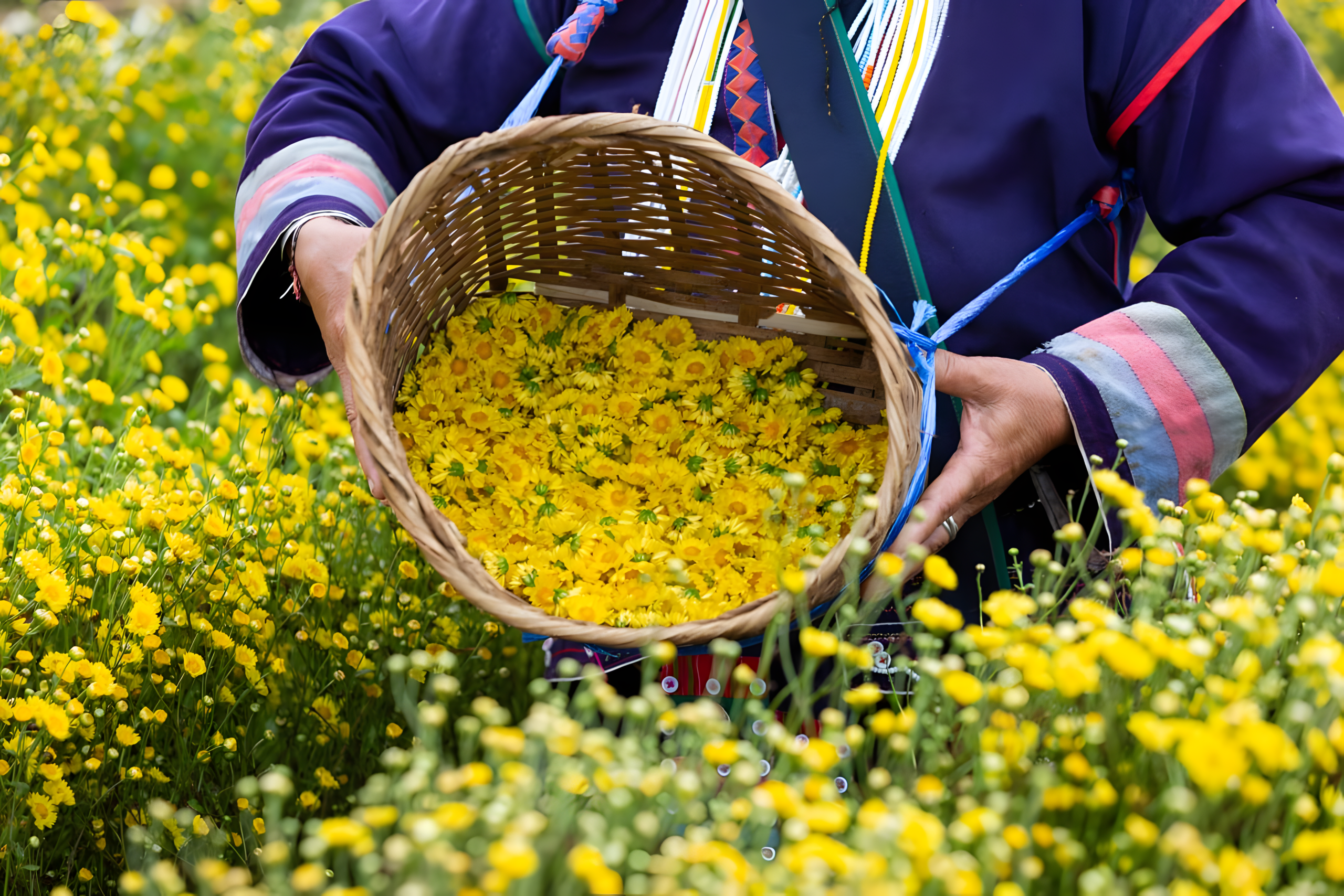 Chrysanthemum harvest in Thailand
