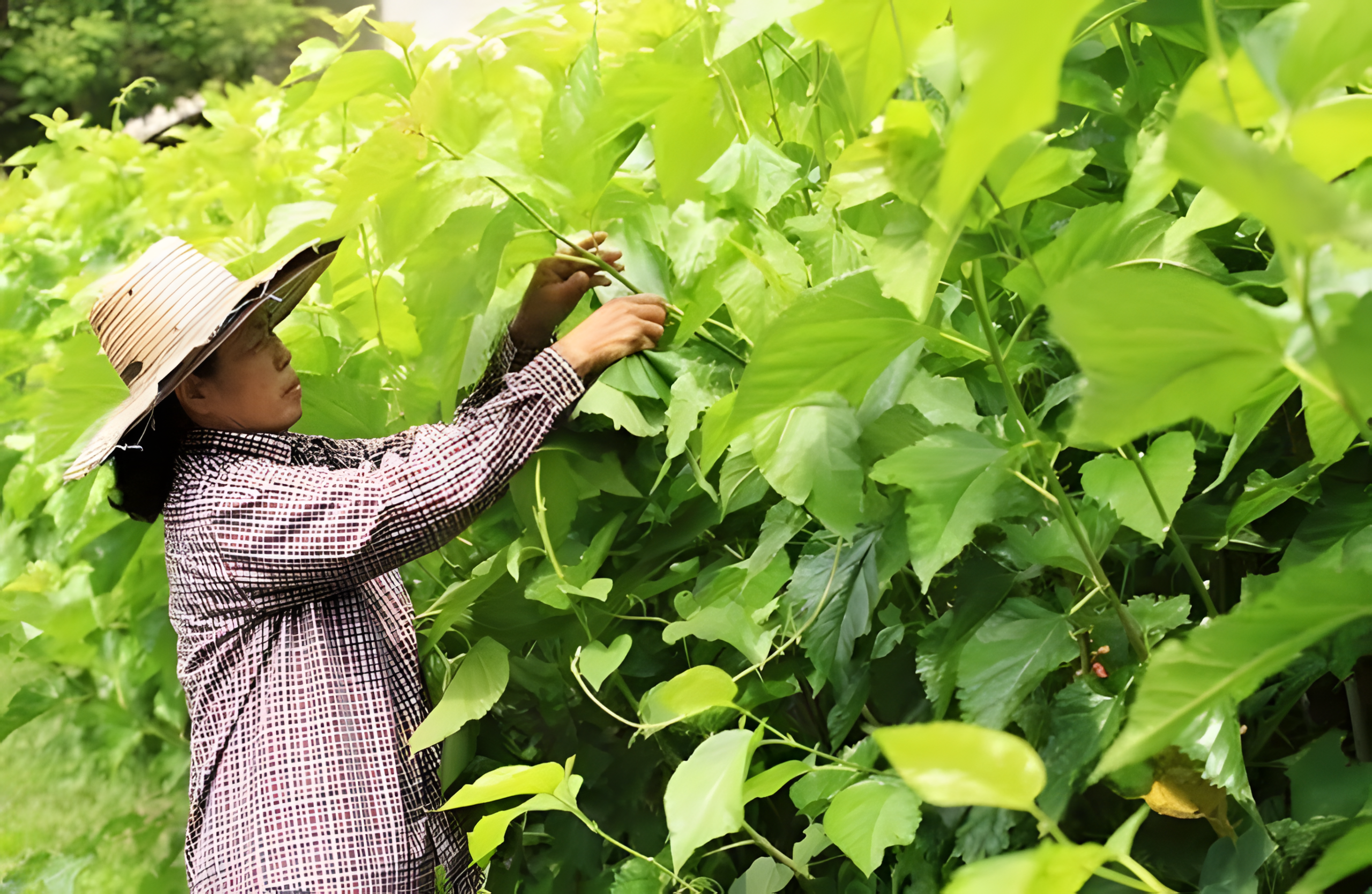 Mulberry harvest in Thailand