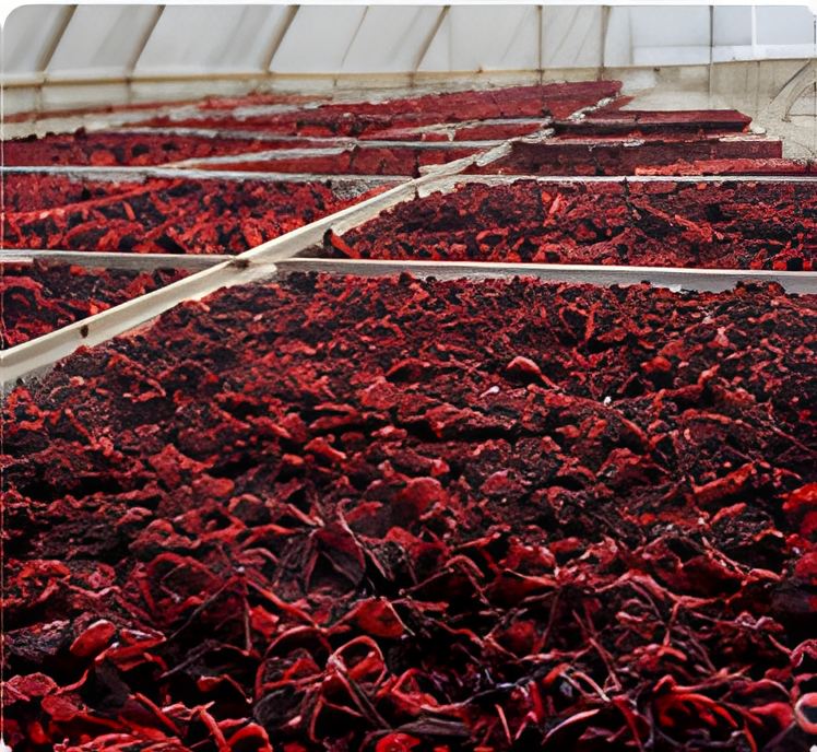 Rosella calyces spread across drying racks in a greenhouse