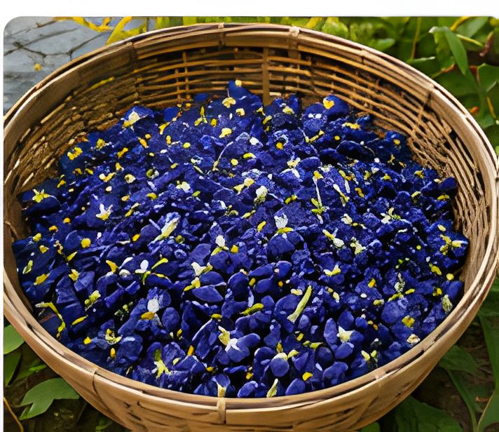 Wicker basket filled with freshly harvested butterfly pea flowers
