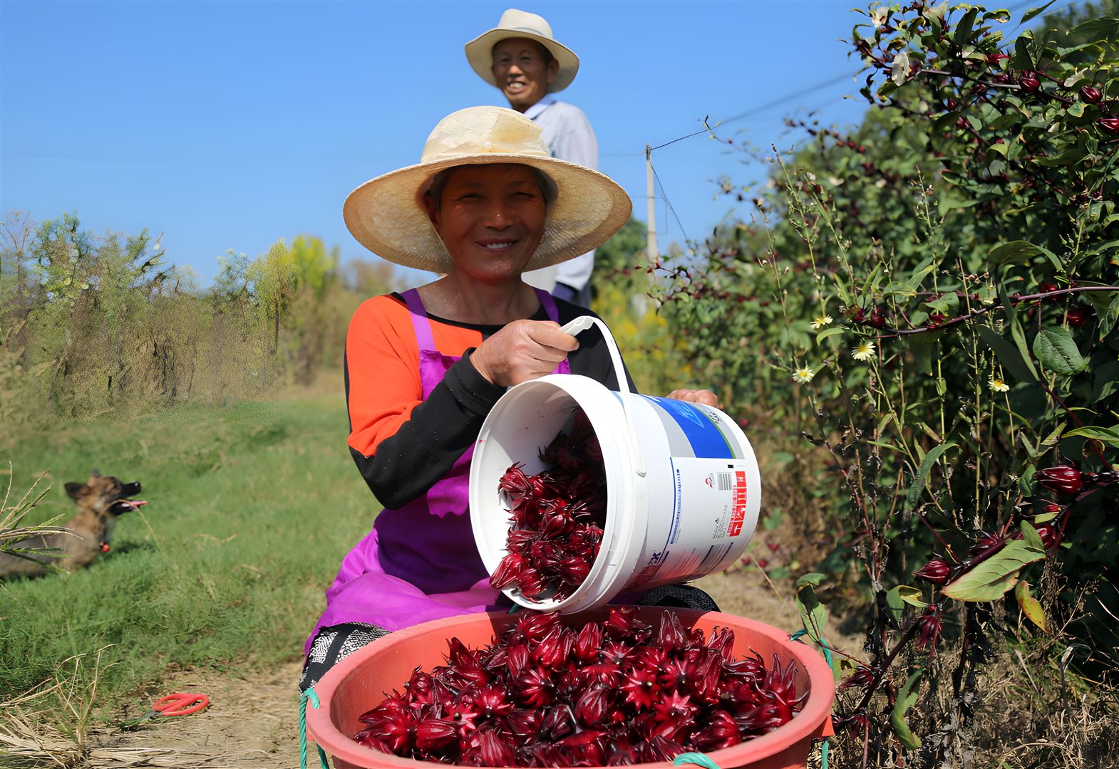 Hand-picking tea flowers at peak harvest