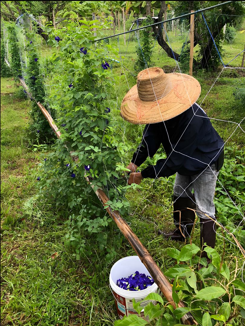 Traditional harvesting methods on Thai farm
