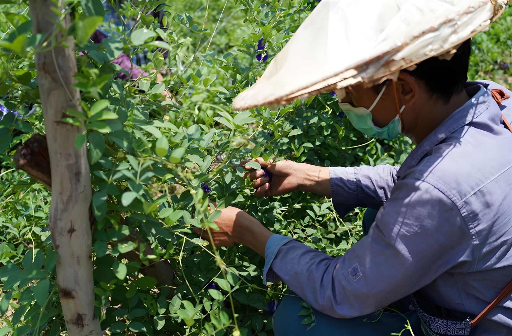 Fresh harvest ready for processing
