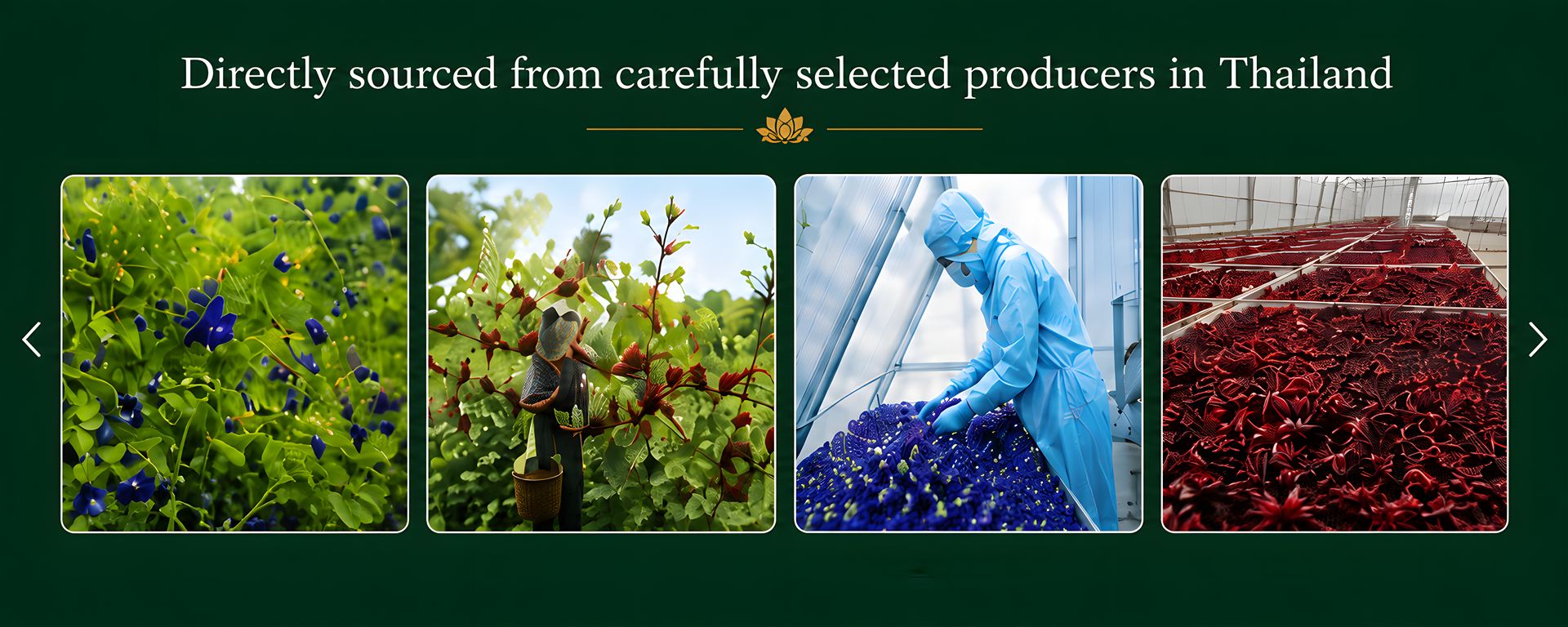 Thai herb and tea farms — butterfly pea fields, mulberry cultivation, processing facilities and rosella harvest